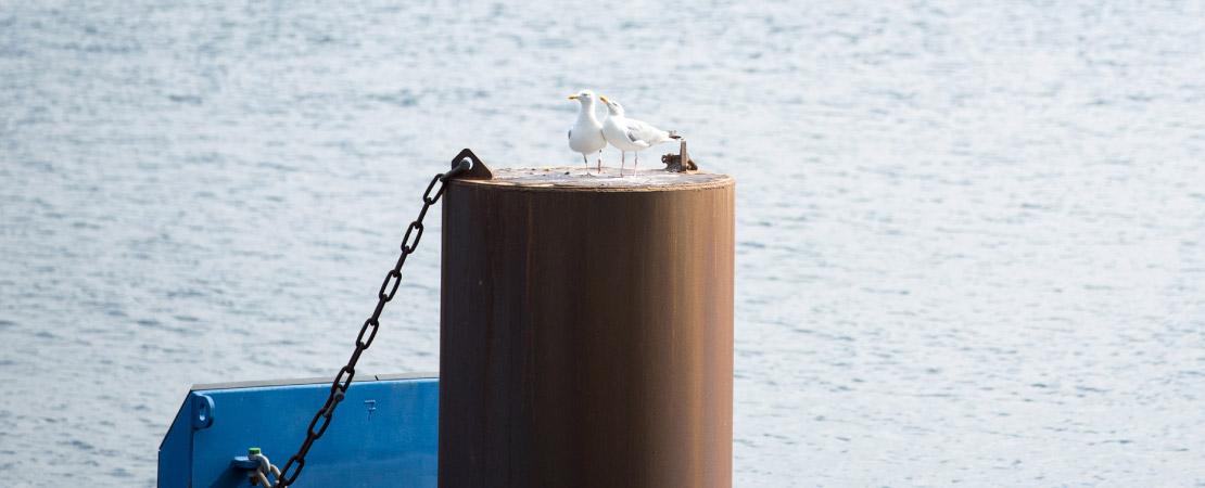 Möwe auf Poller im Hafen