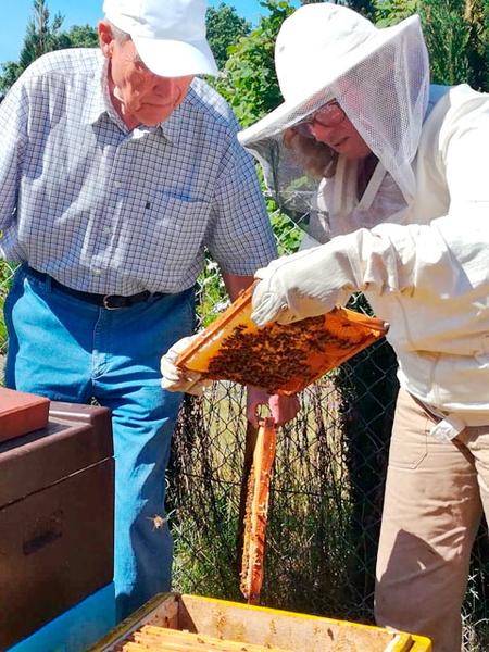 Bienen im Bismarck Seniorenstift