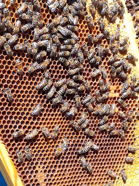 Bienen im Bismarck Seniorenstift